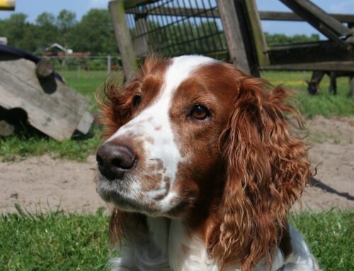 DCM en Springer Spaniel Galés